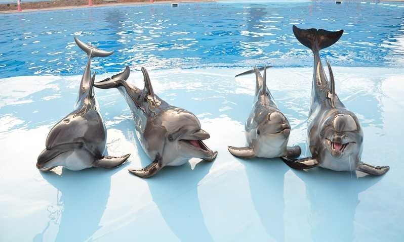 Spectacle de dauphins Hurghada