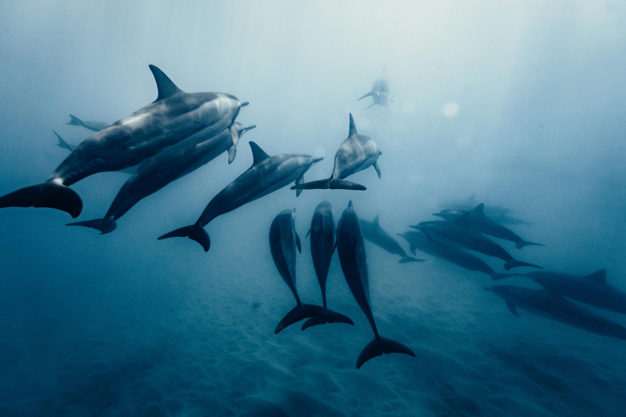 Dolphin House Hurghada
